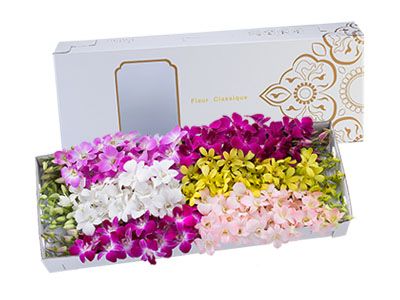 日本宅配 洋ラン(デンファレ)