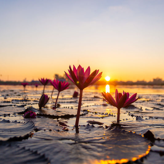 期間限定！UNSEEN！紅い蓮の花の海＆2つのプランから選べるウドンターニー1泊2日 【2025年12月1日～2026年2月28日出発】